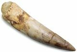 Fossil Spinosaurus Tooth - Real Dinosaur Tooth #383471-1